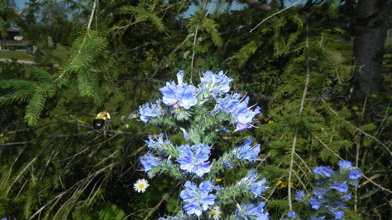 bee near blue flowers