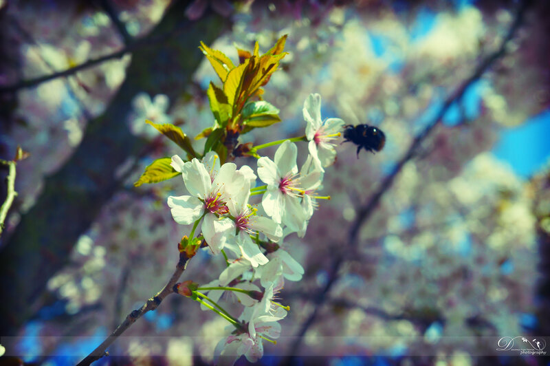 Bee Near Cherry Blossoms