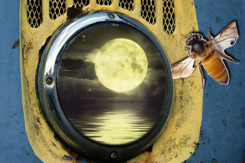 Bee Near Moon Window