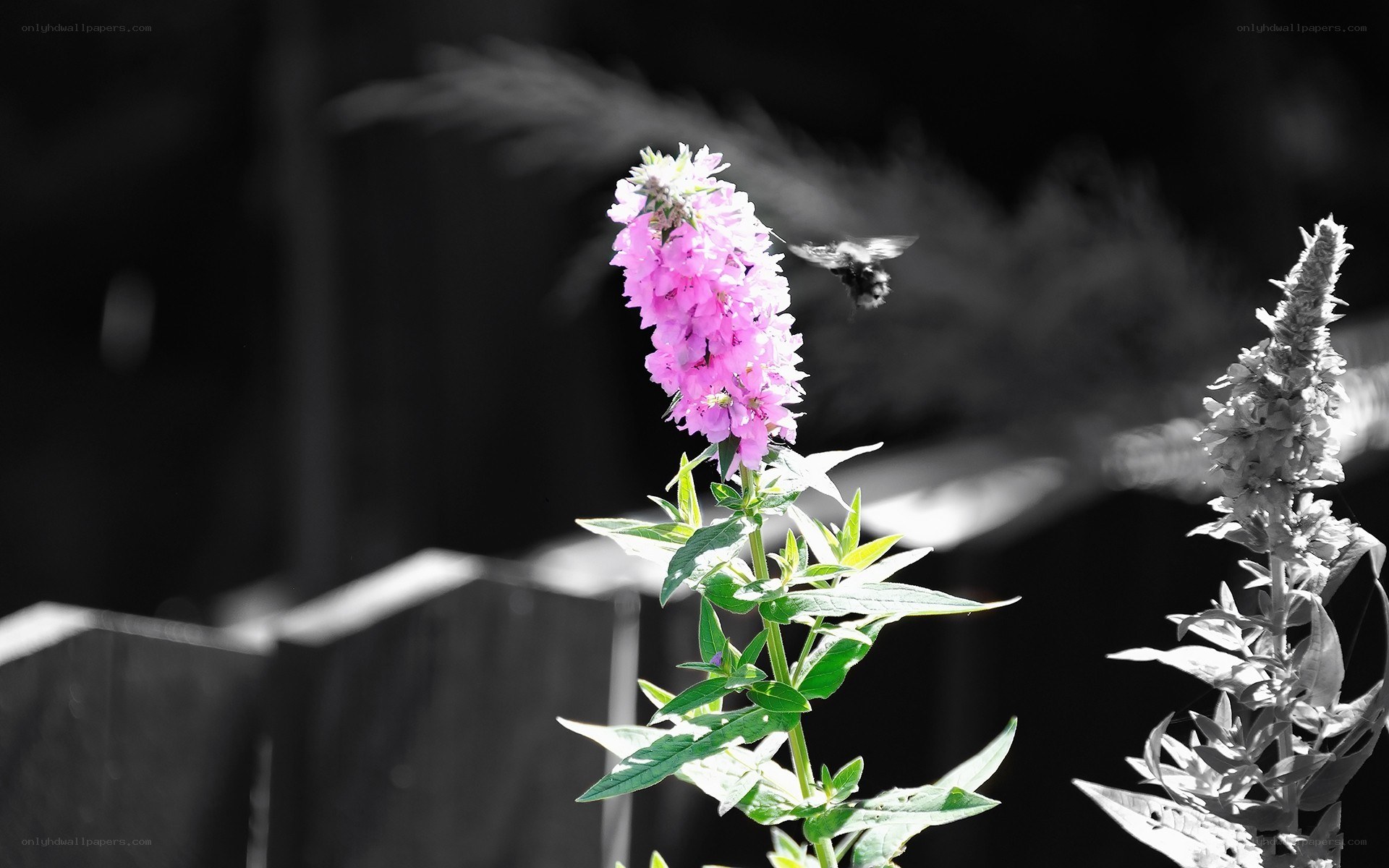 bee near pink flower