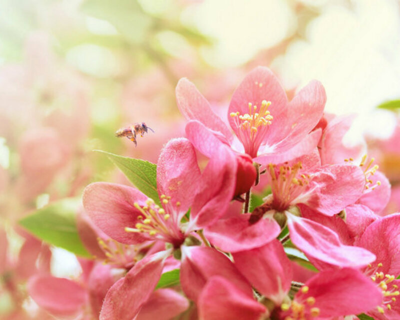 Bee Near Pink Flowers — Serene, Spring, Photograph, Leaf