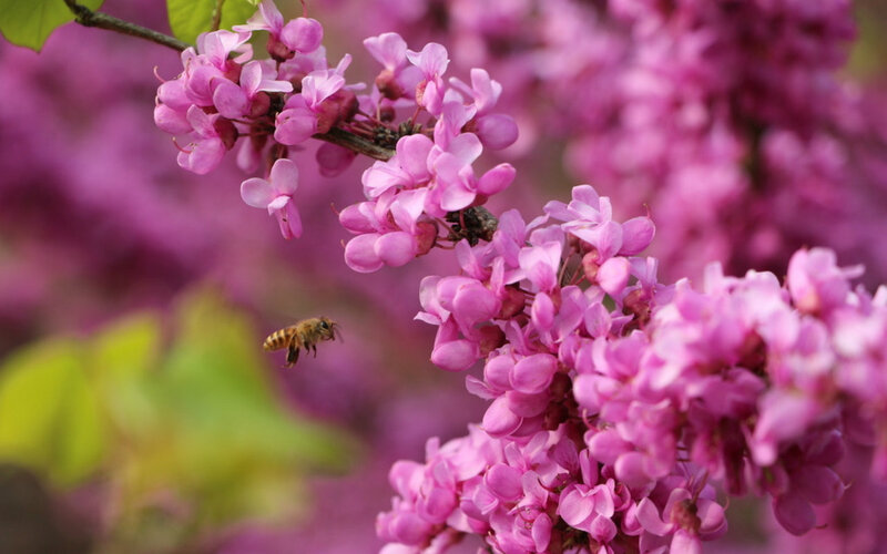 Bee Near Pink Flowers — Serene, Spring, Photograph