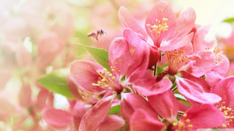 Bee Near Pink Flowers — Serene, Spring