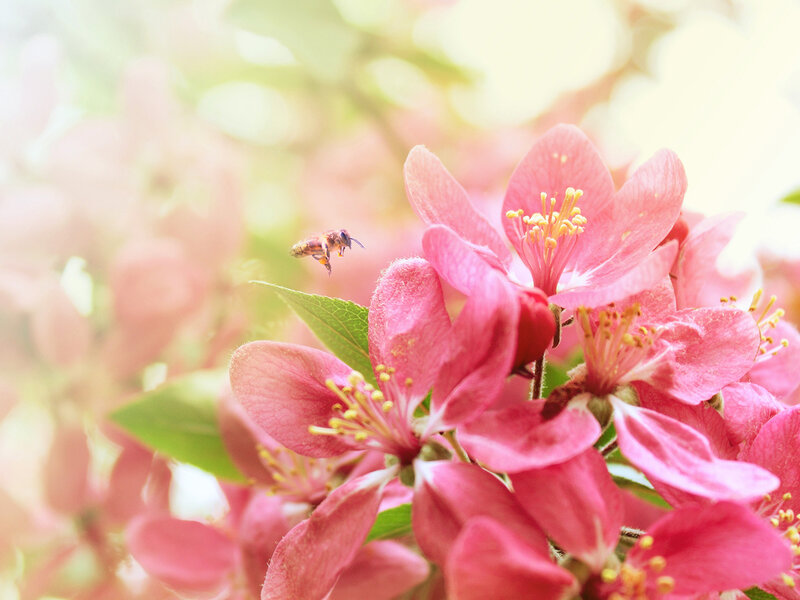 Bee Near Pink Flowers