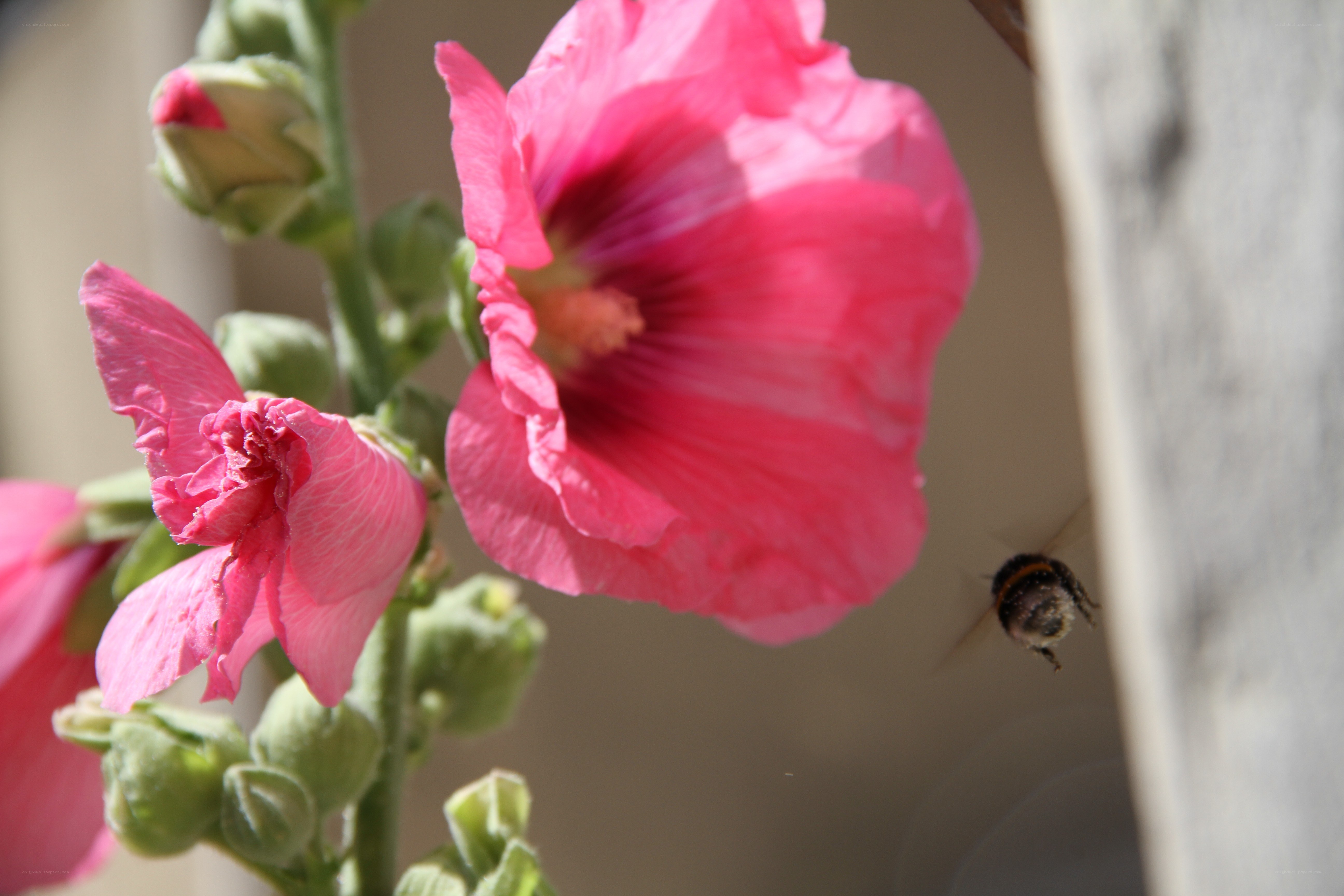 bee near pink hollyhock flower