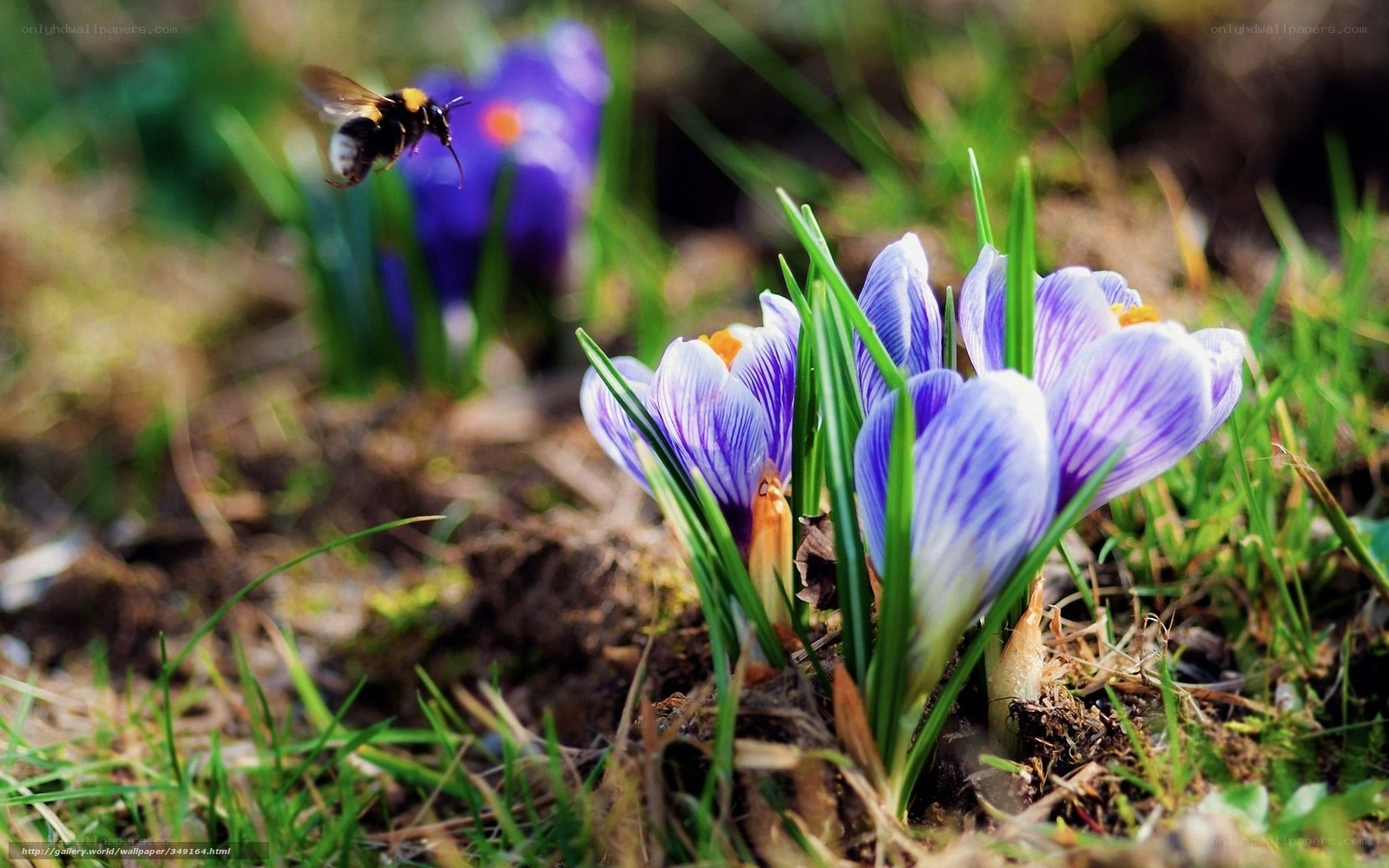 Bee near purple crocuses