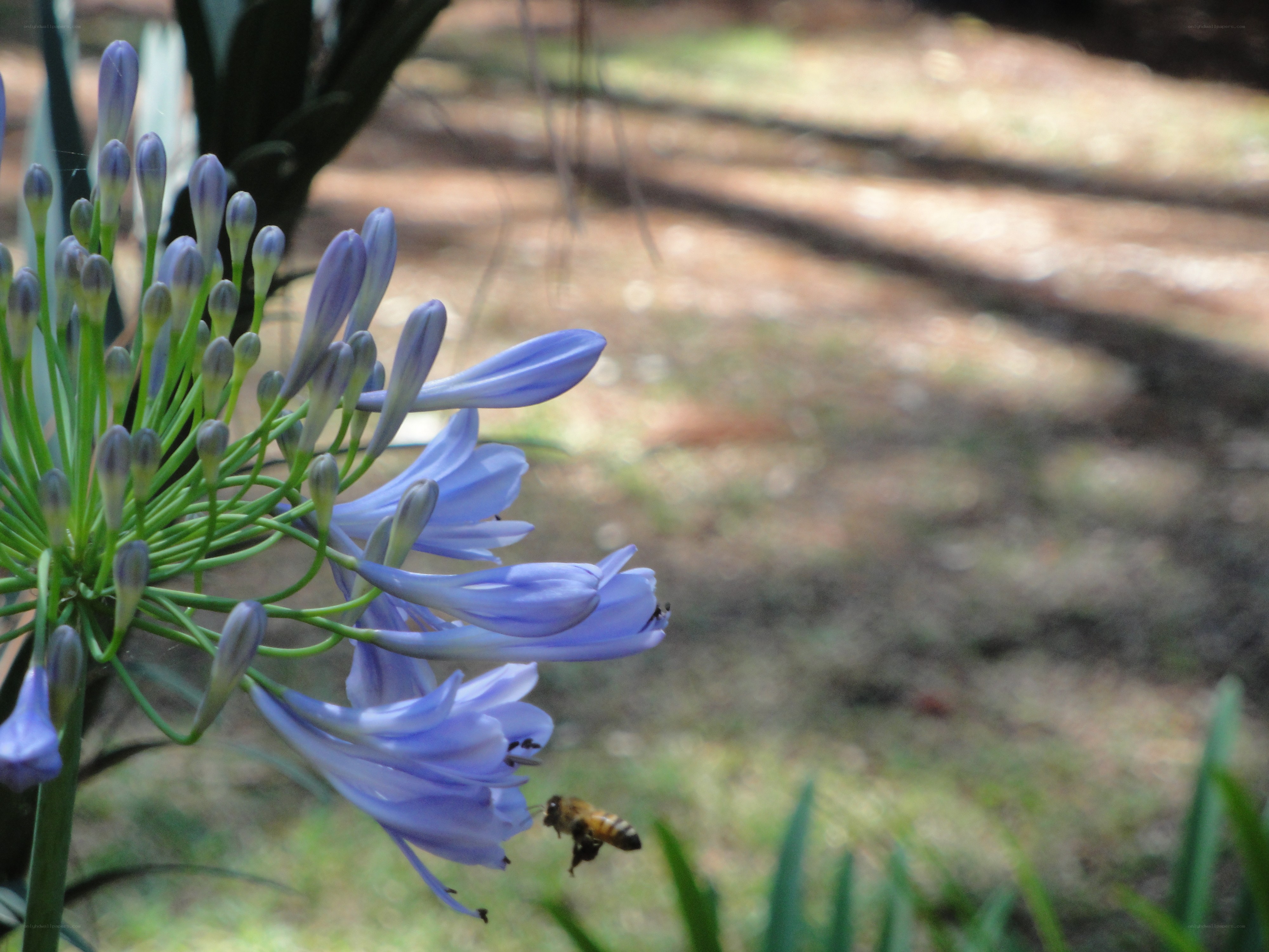 Bee near purple flowers