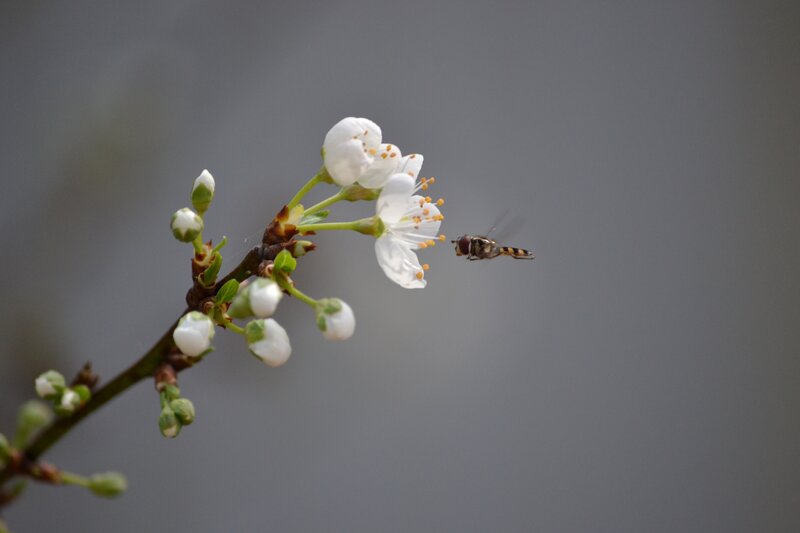 Bee Near White Flowers