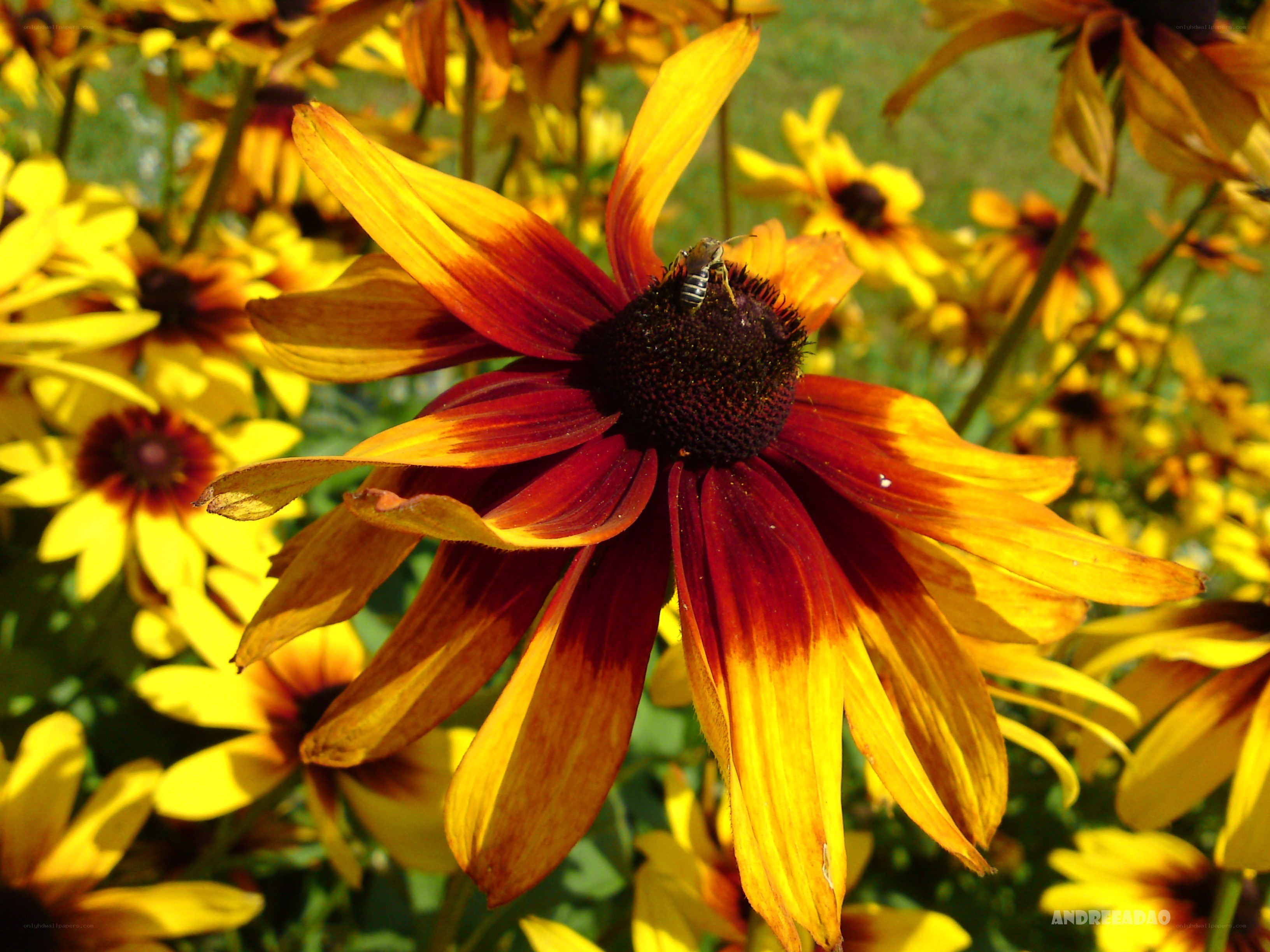 bee on a black-eyed susan flower