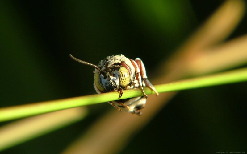 bee on a blade of grass