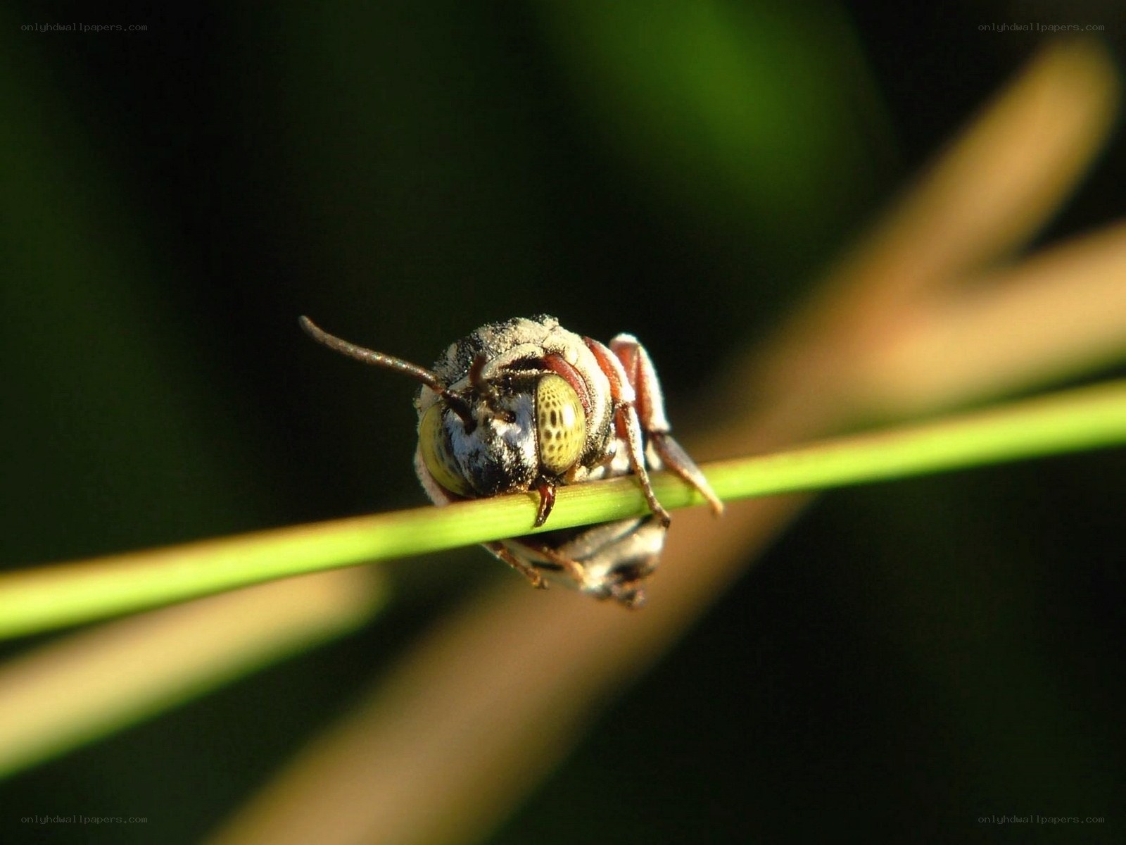 bee on a blade of grass