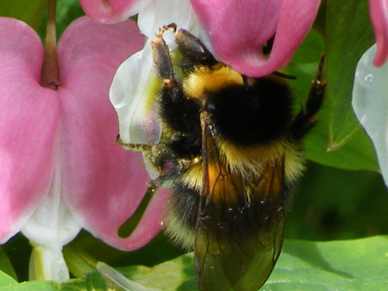 Bee on a bleeding heart flower