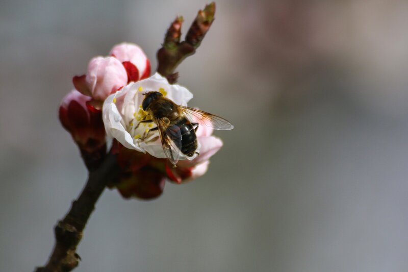 bee on a blooming flower