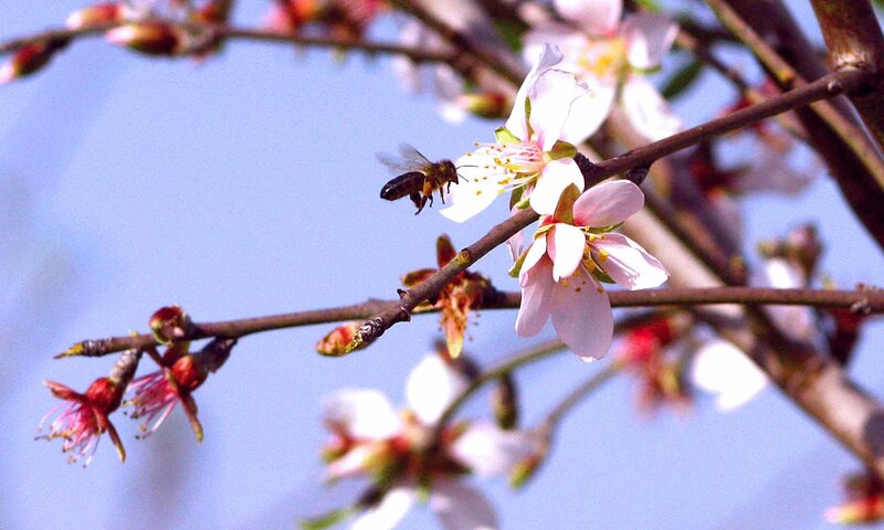 Bee on a Blossom
