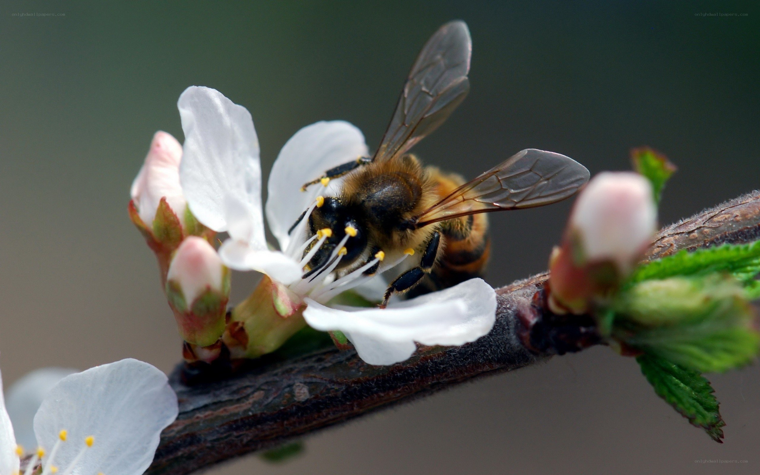 bee on a blossoming branch