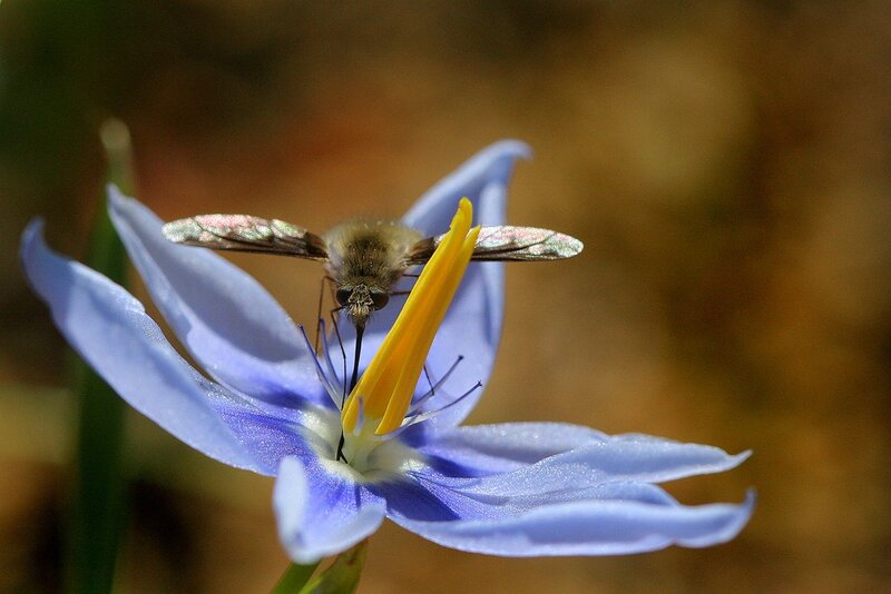 bee on a blue flower