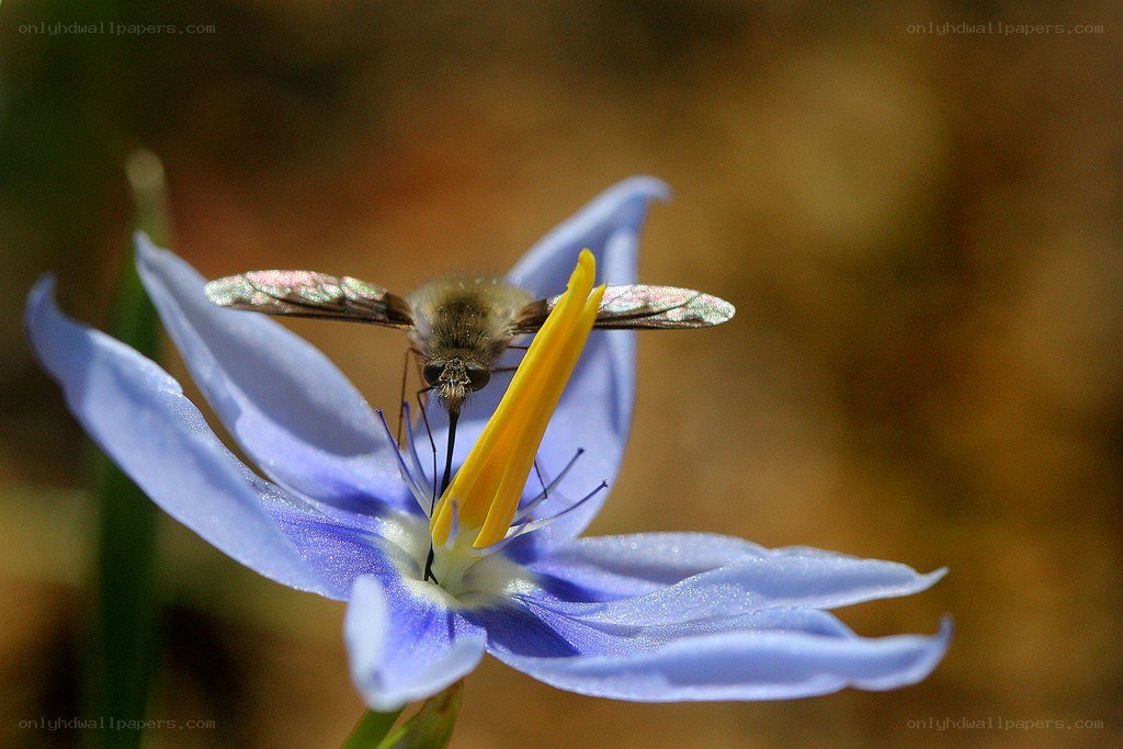 bee on a blue flower