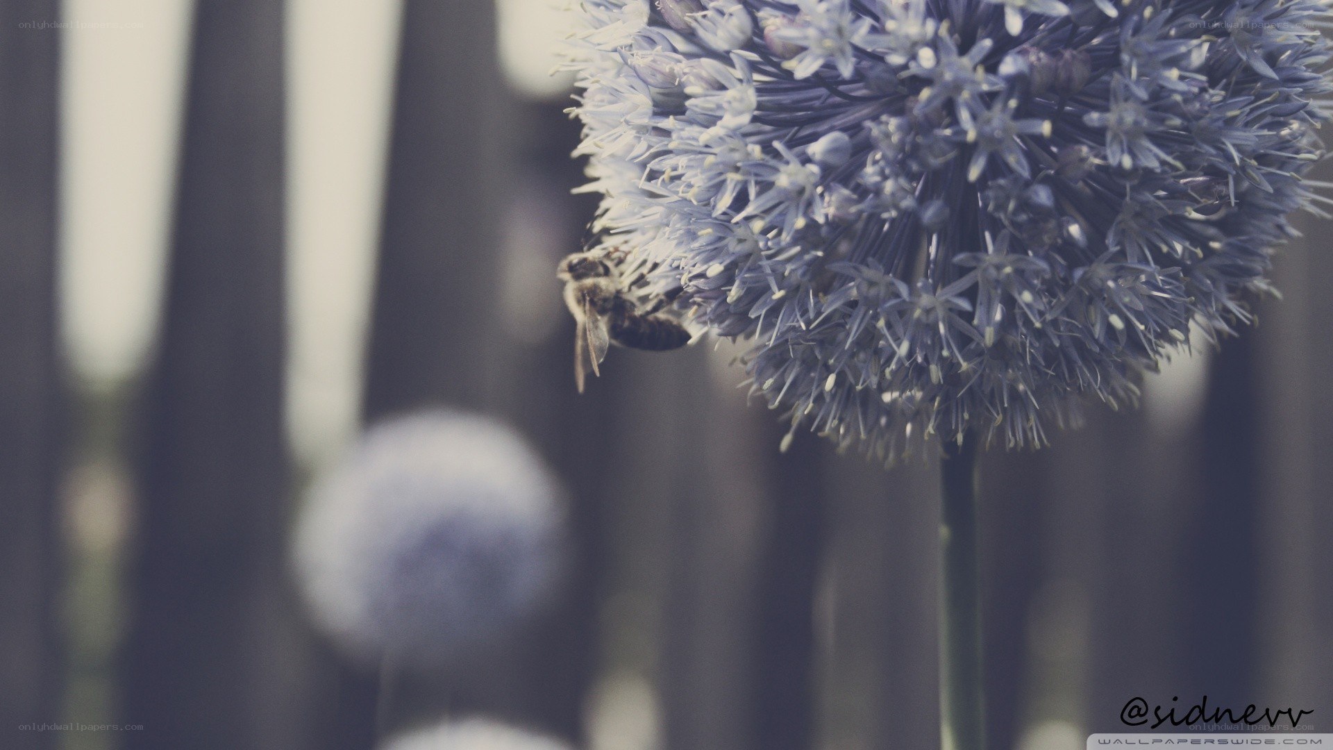 bee on a blue flower