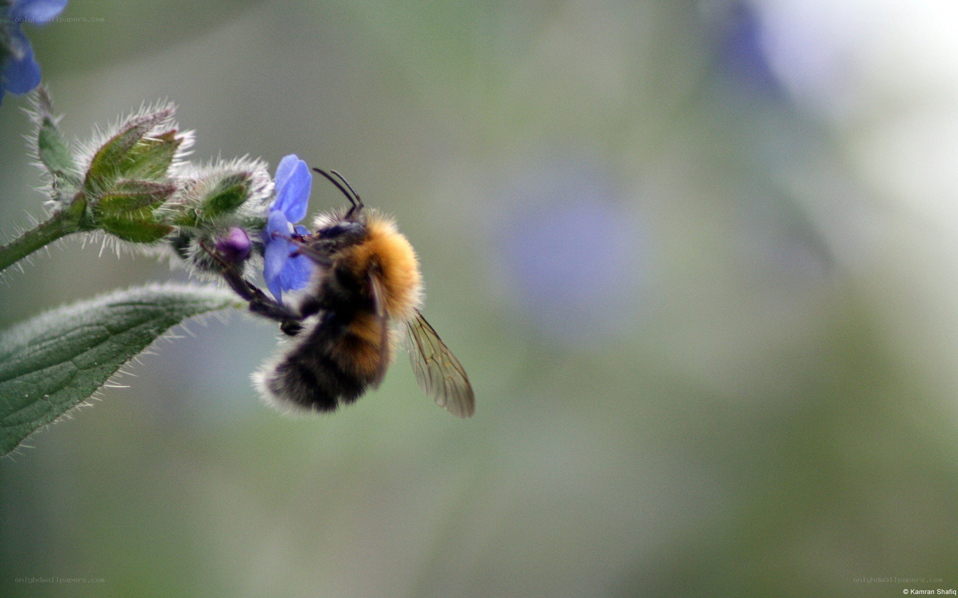 bee on a blue flower