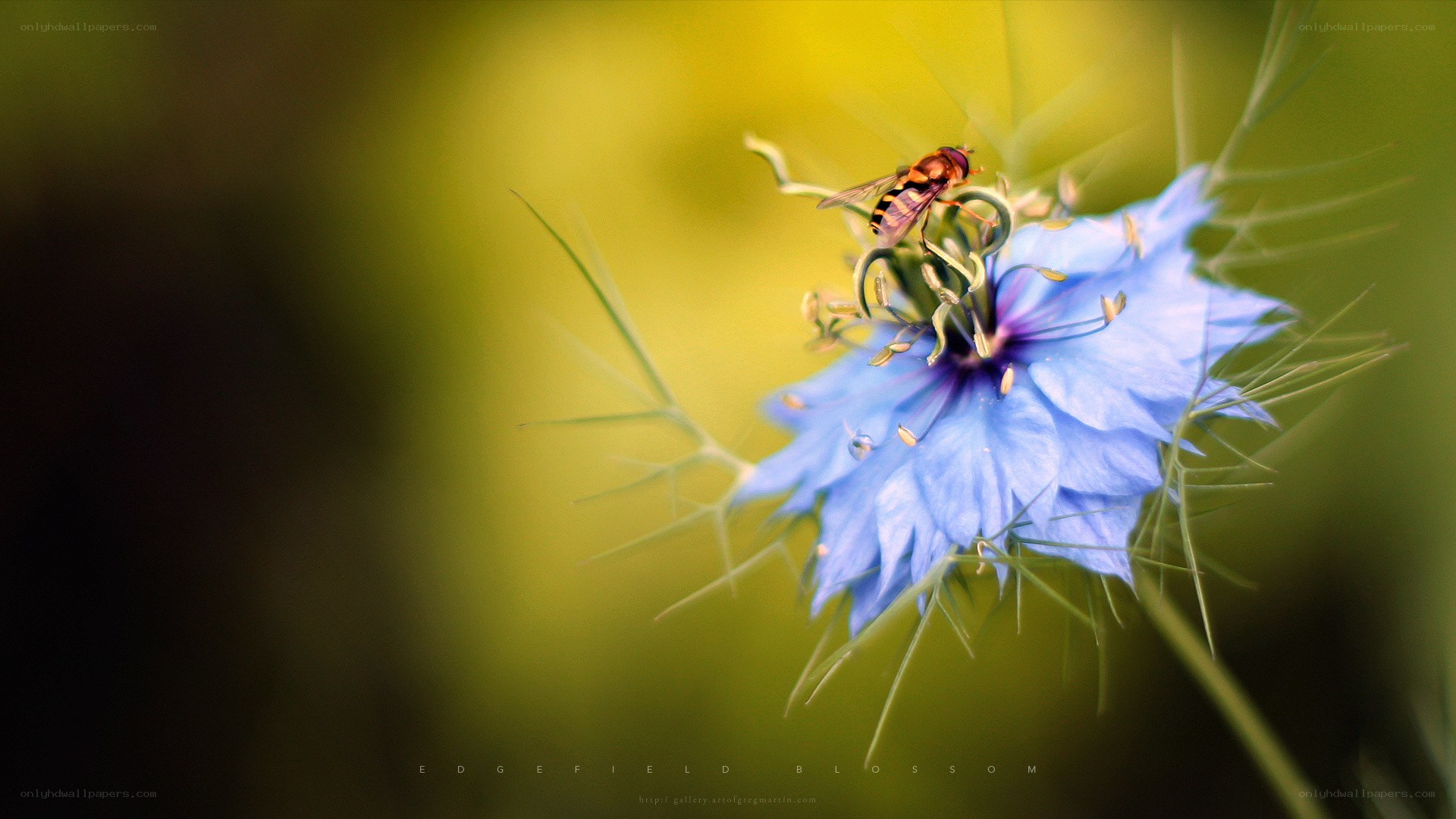 bee on a blue flower