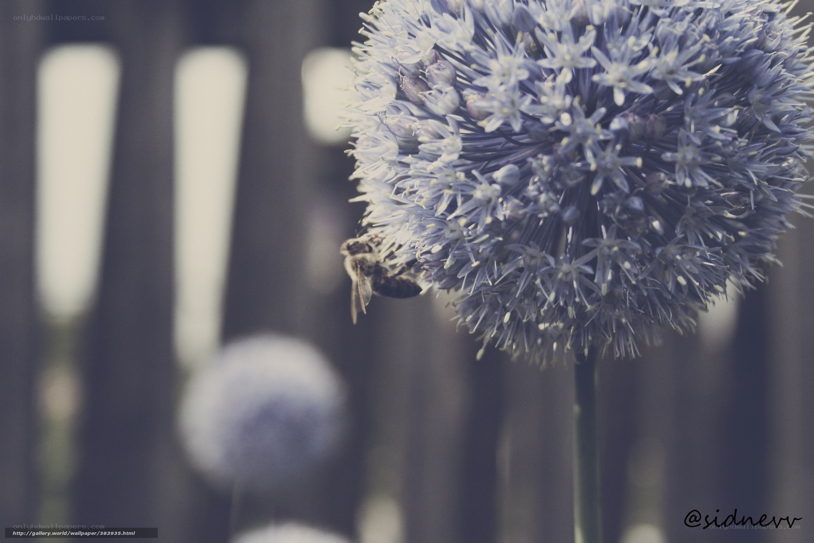 bee on a blue flower