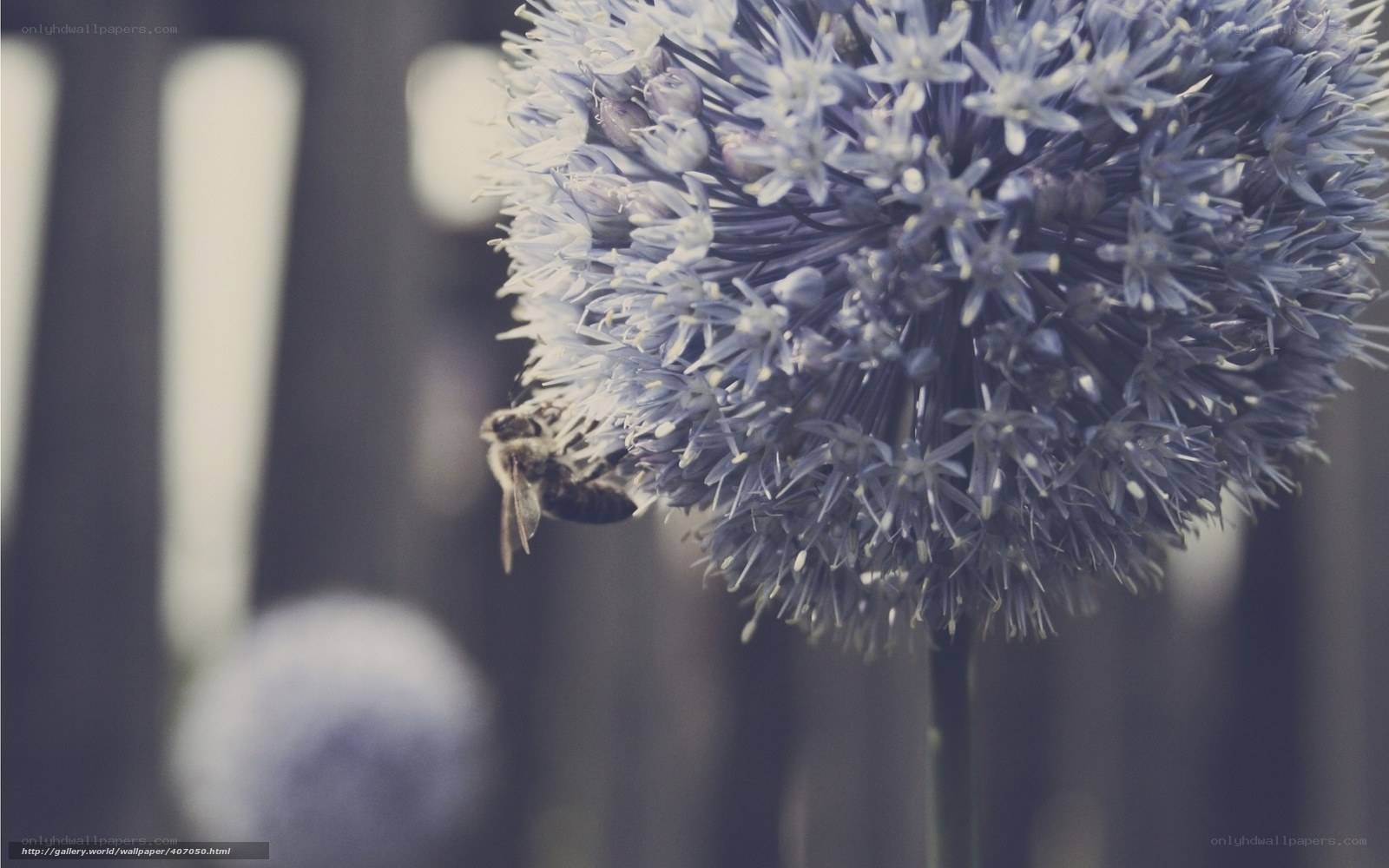 bee on a blue flower