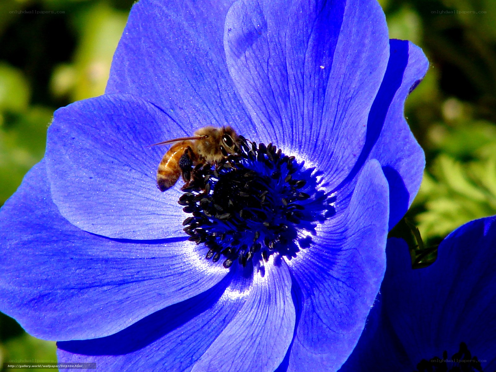 Bee on a blue flower