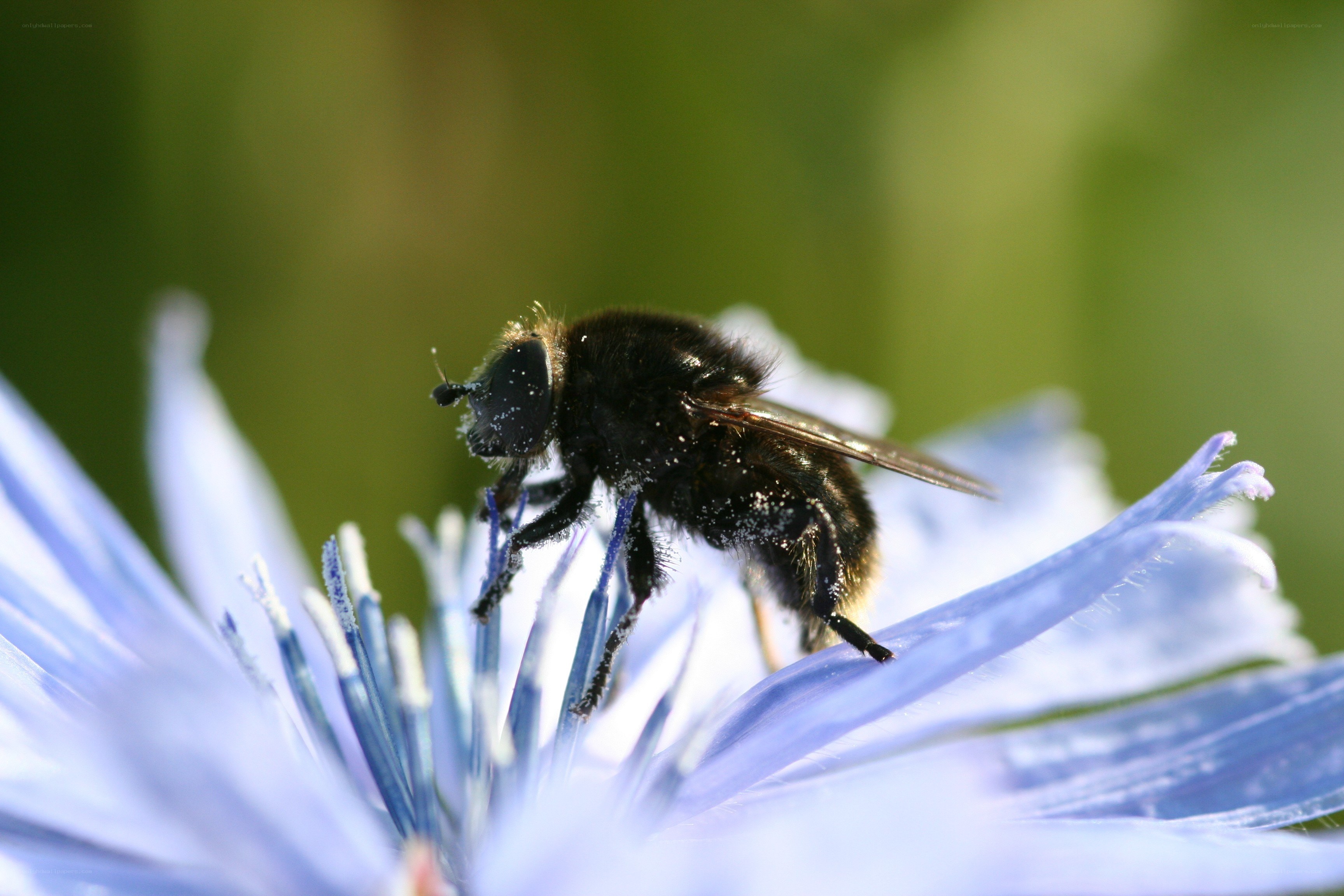 bee on a blue flower