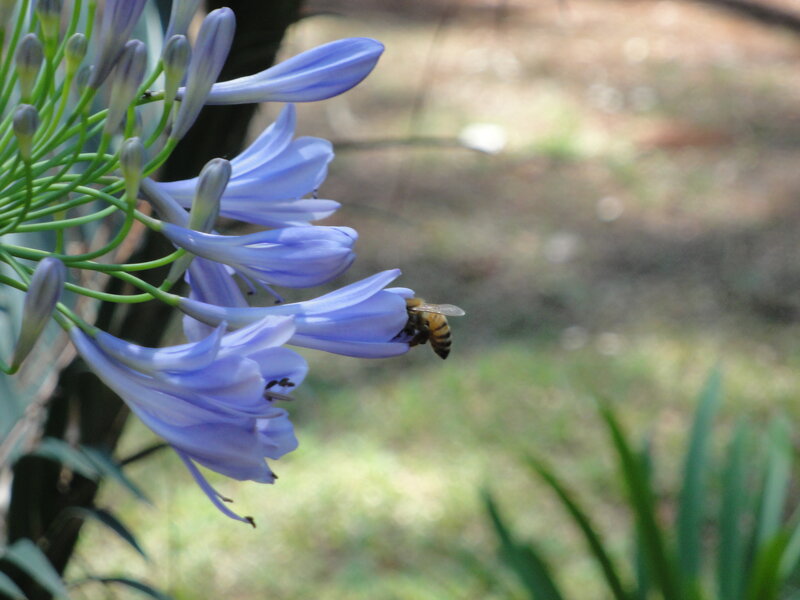 bee on a blue flower