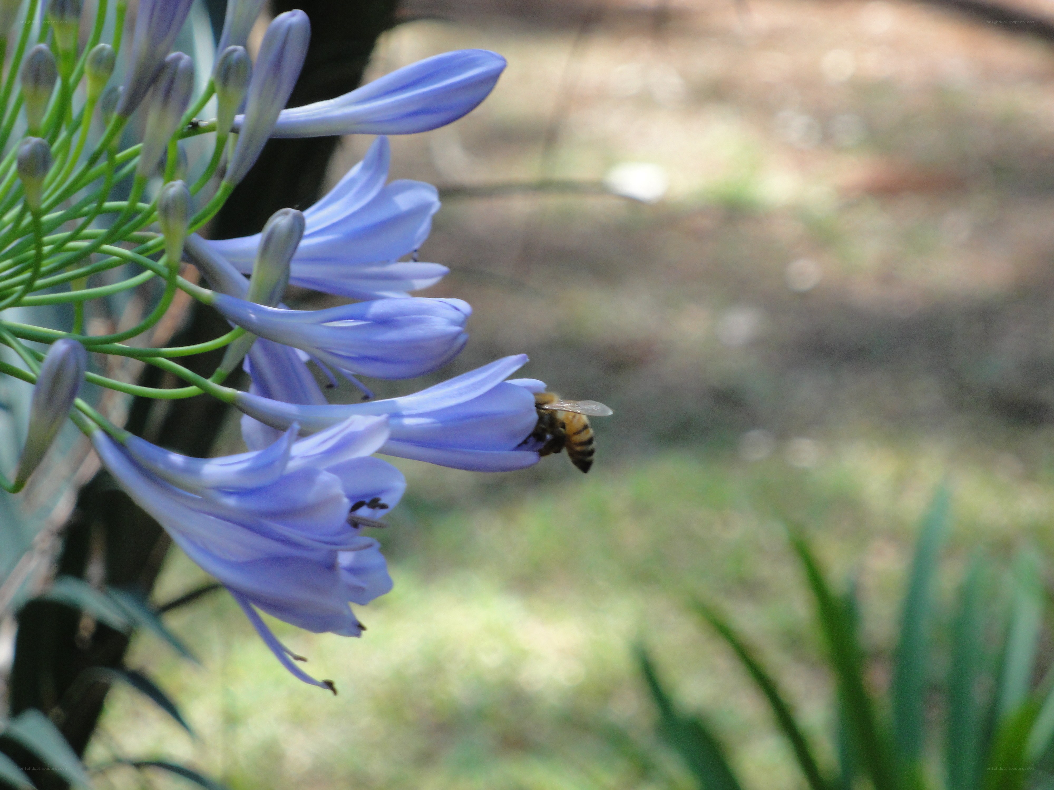 bee on a blue flower