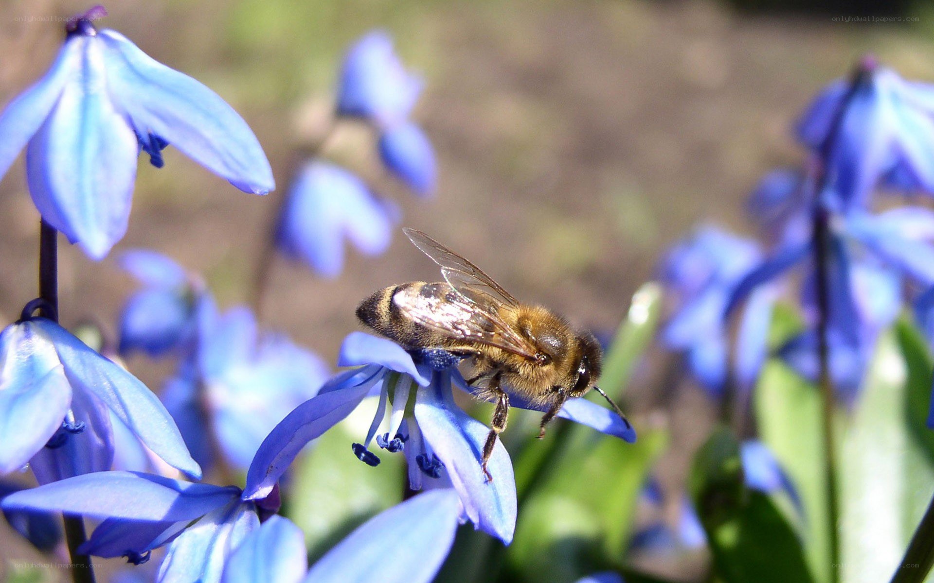 bee on a blue flower
