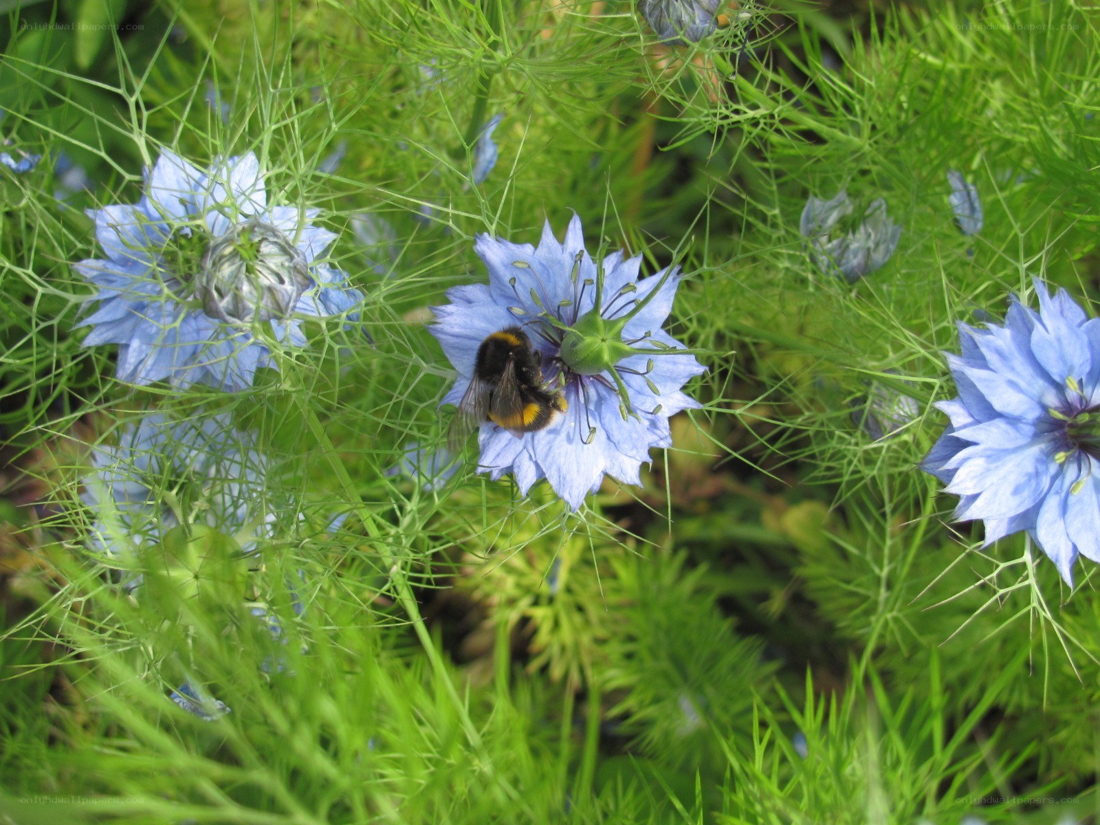 bee on a blue flower