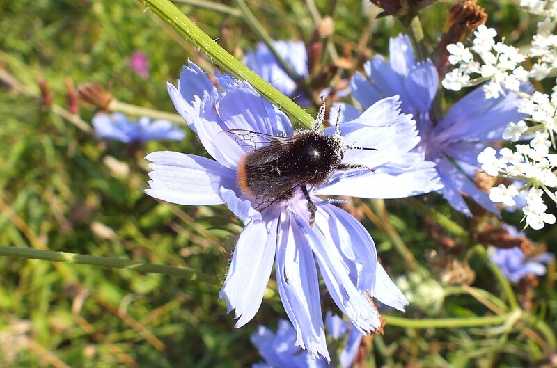 Bee on a Blue Flower — Calm