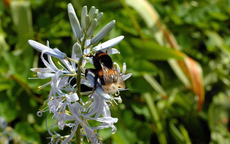 Bee on a blue flower