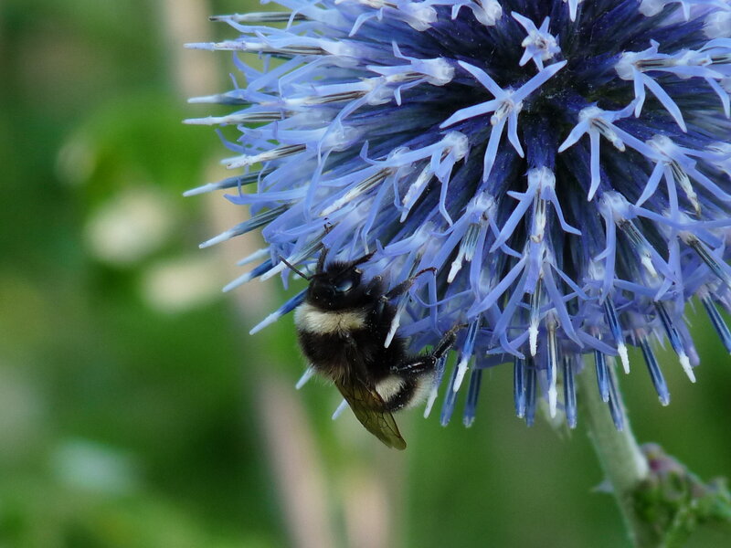 Bee on a blue thistle flower
