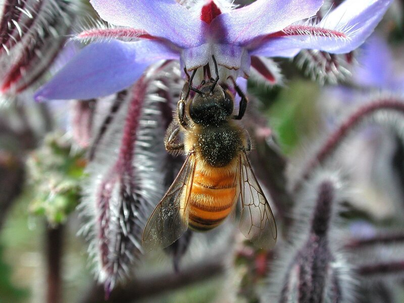 bee on a borage flower