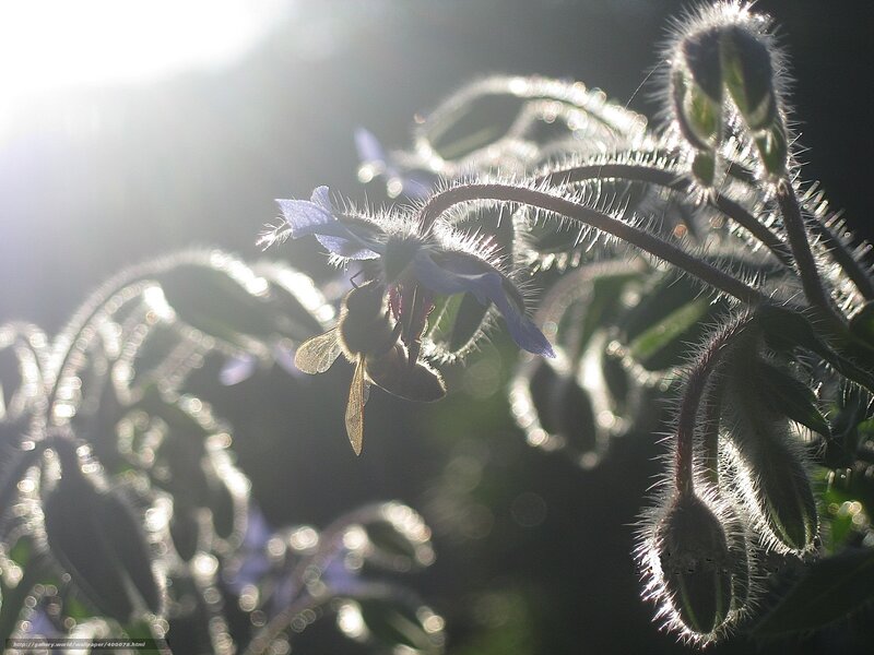 bee on a borage flower
