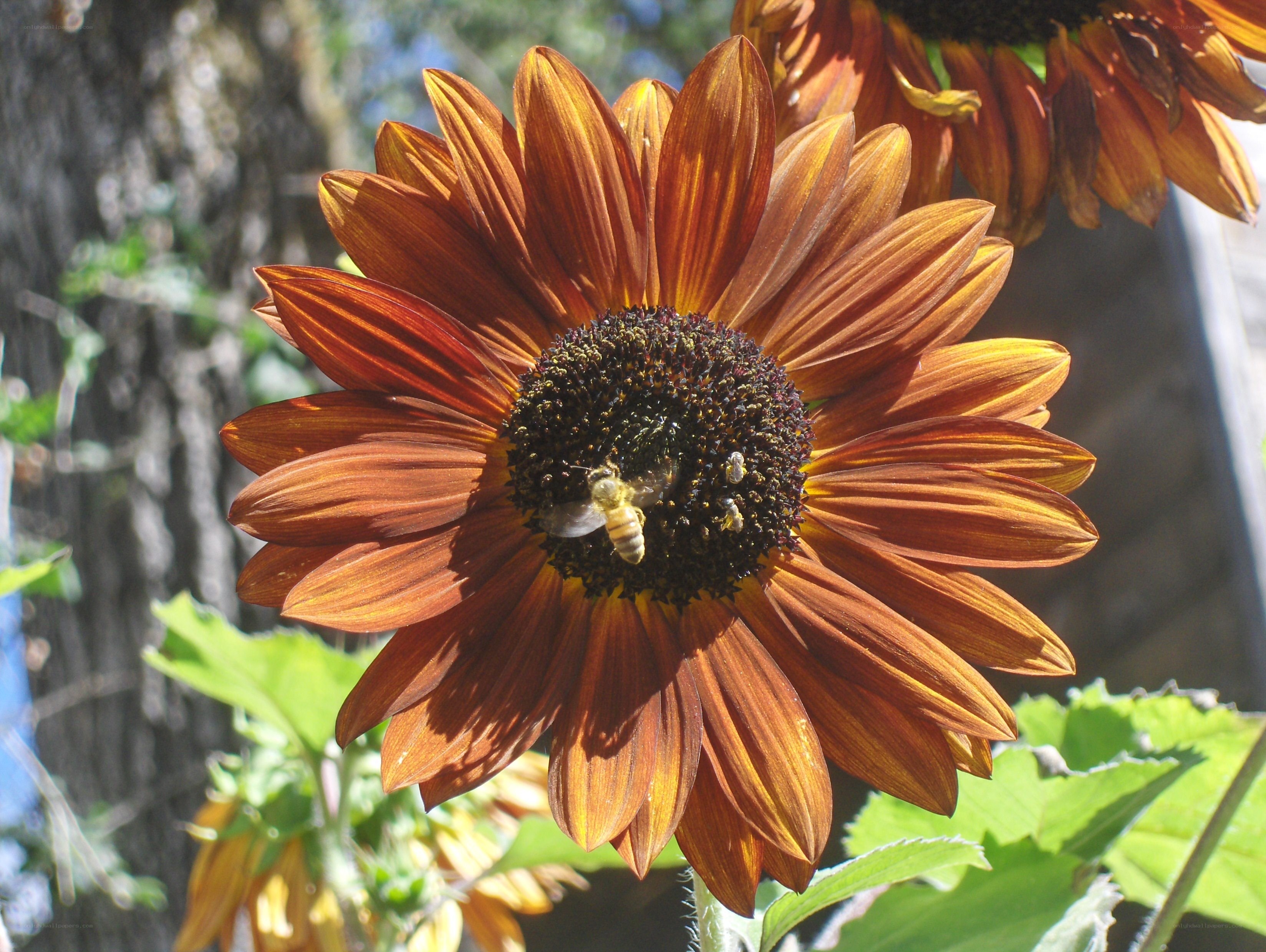 bee on a brown sunflower