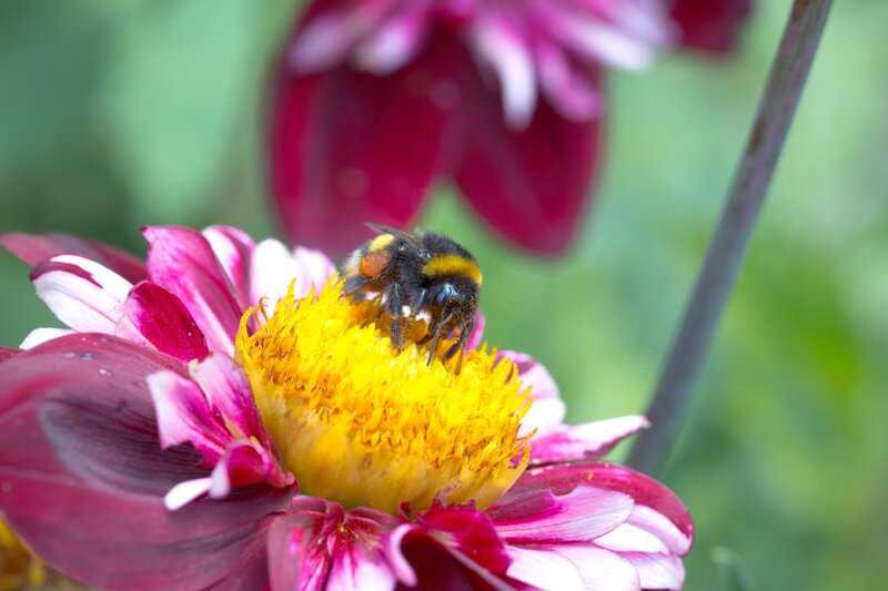 Bee on a colorful flower