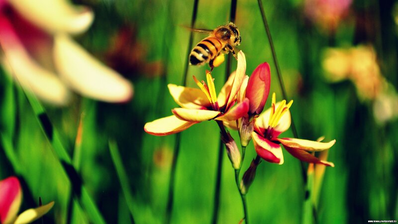 bee on a colorful flower