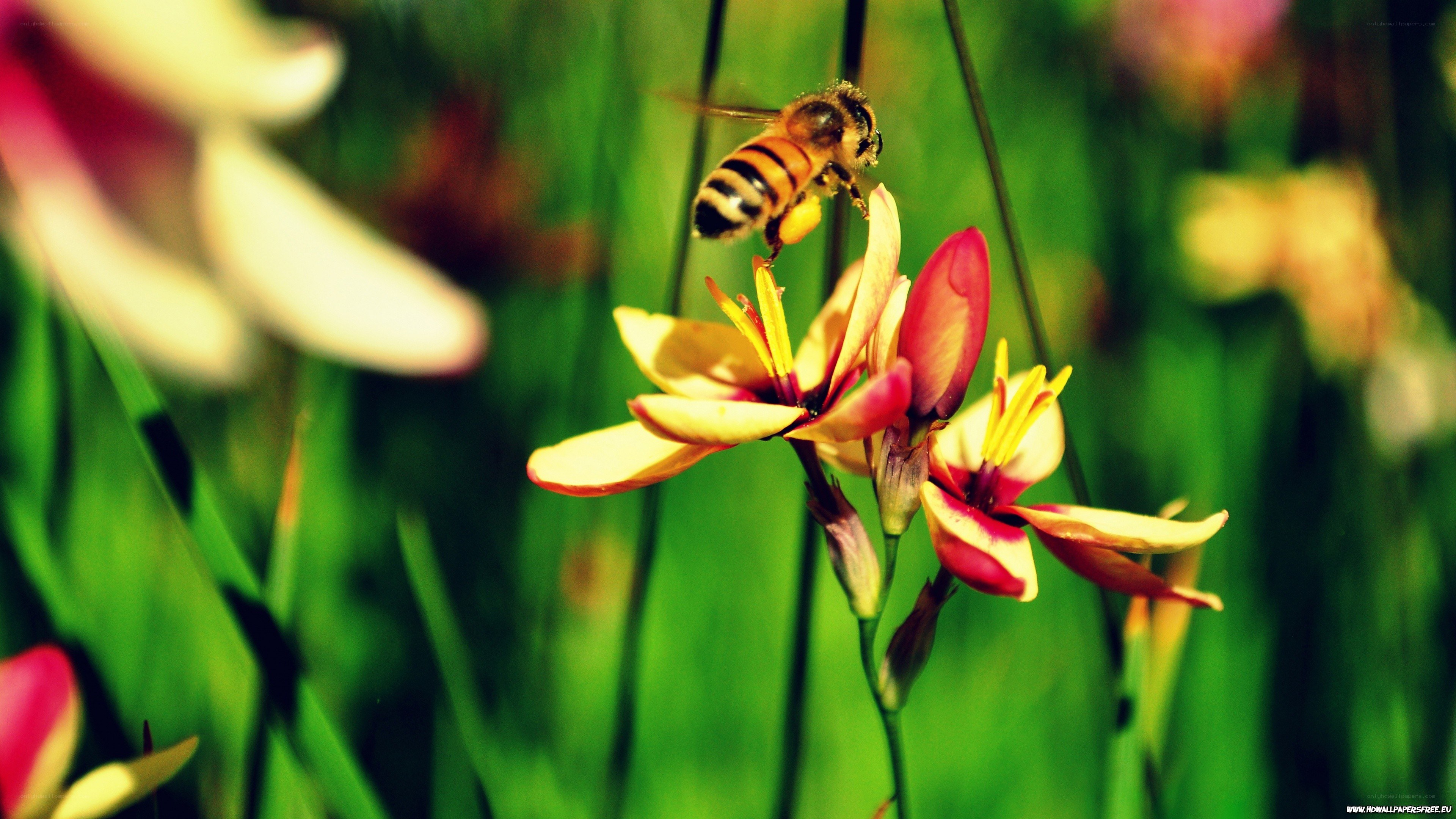 bee on a colorful flower
