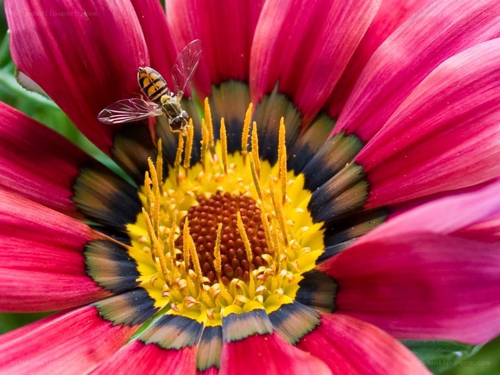 bee on a colorful flower