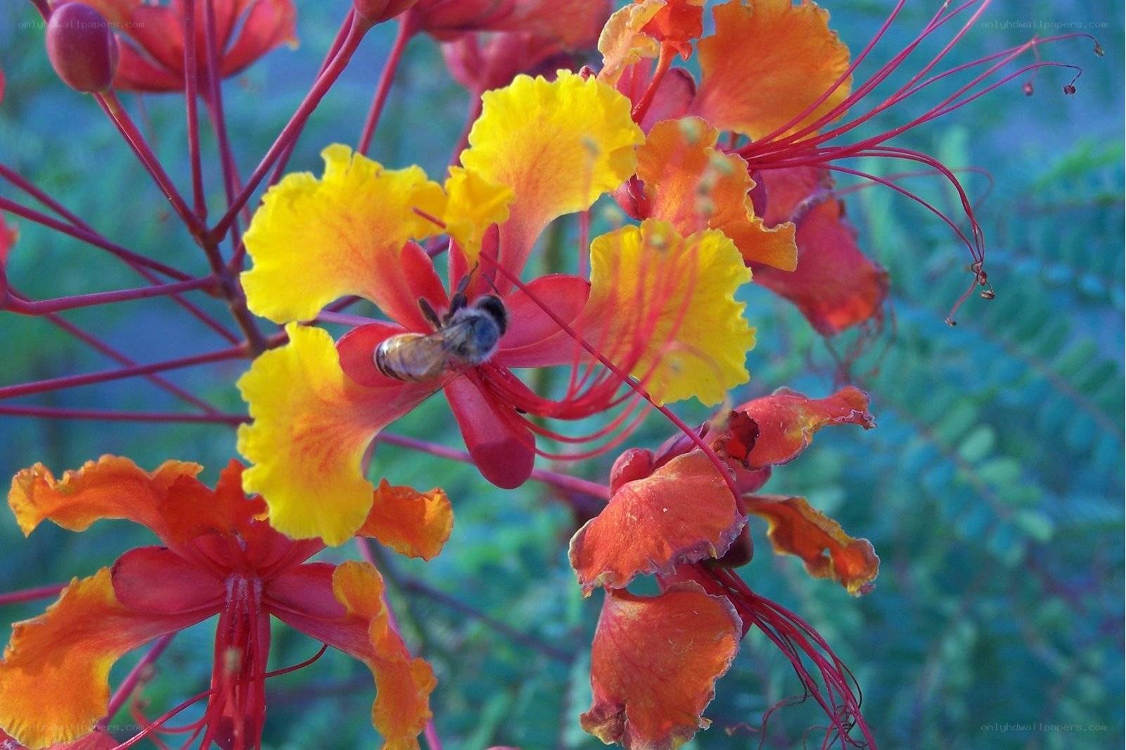 bee on a colorful flower