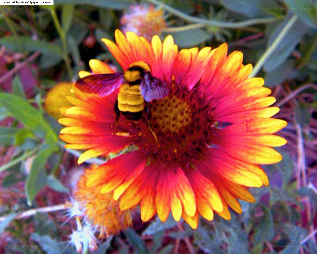 bee on a colorful flower