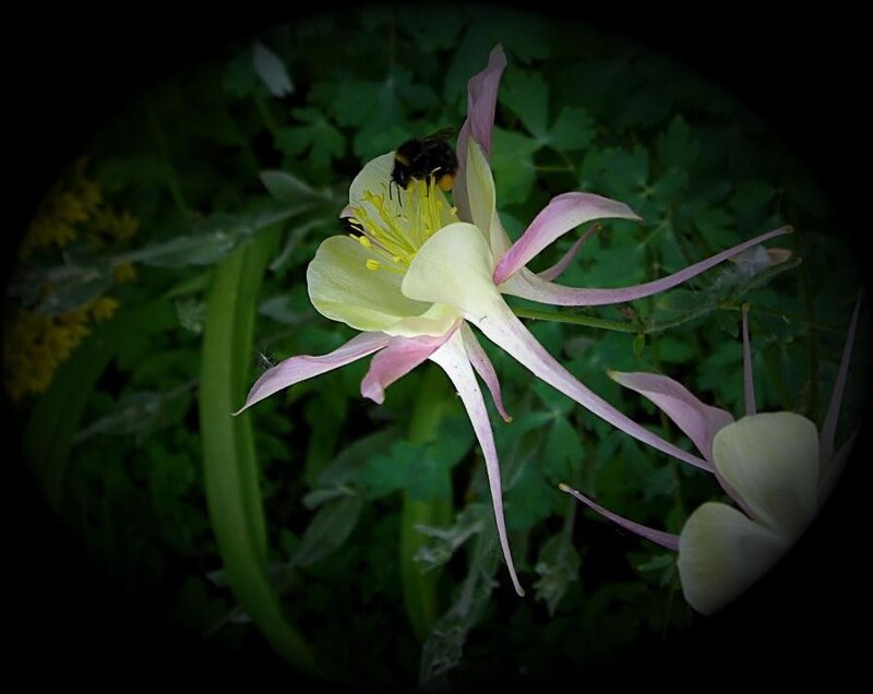 bee on a columbine flower