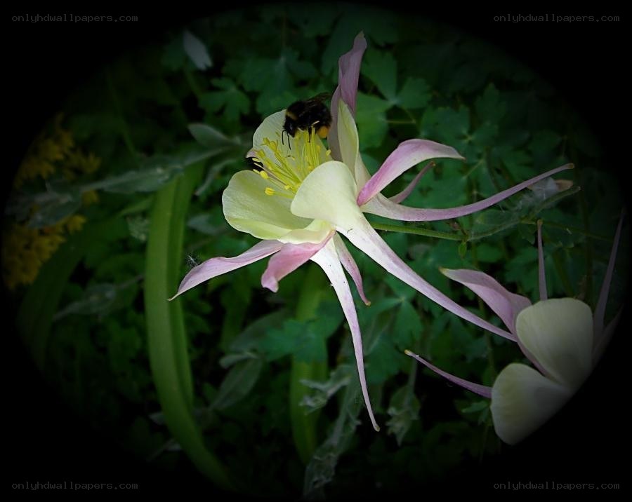 bee on a columbine flower