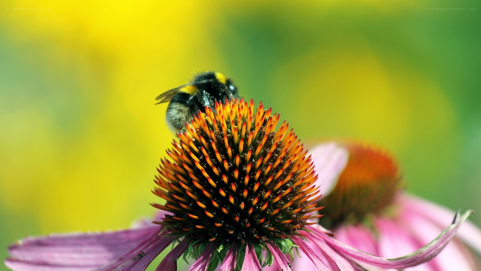 Bee on a coneflower