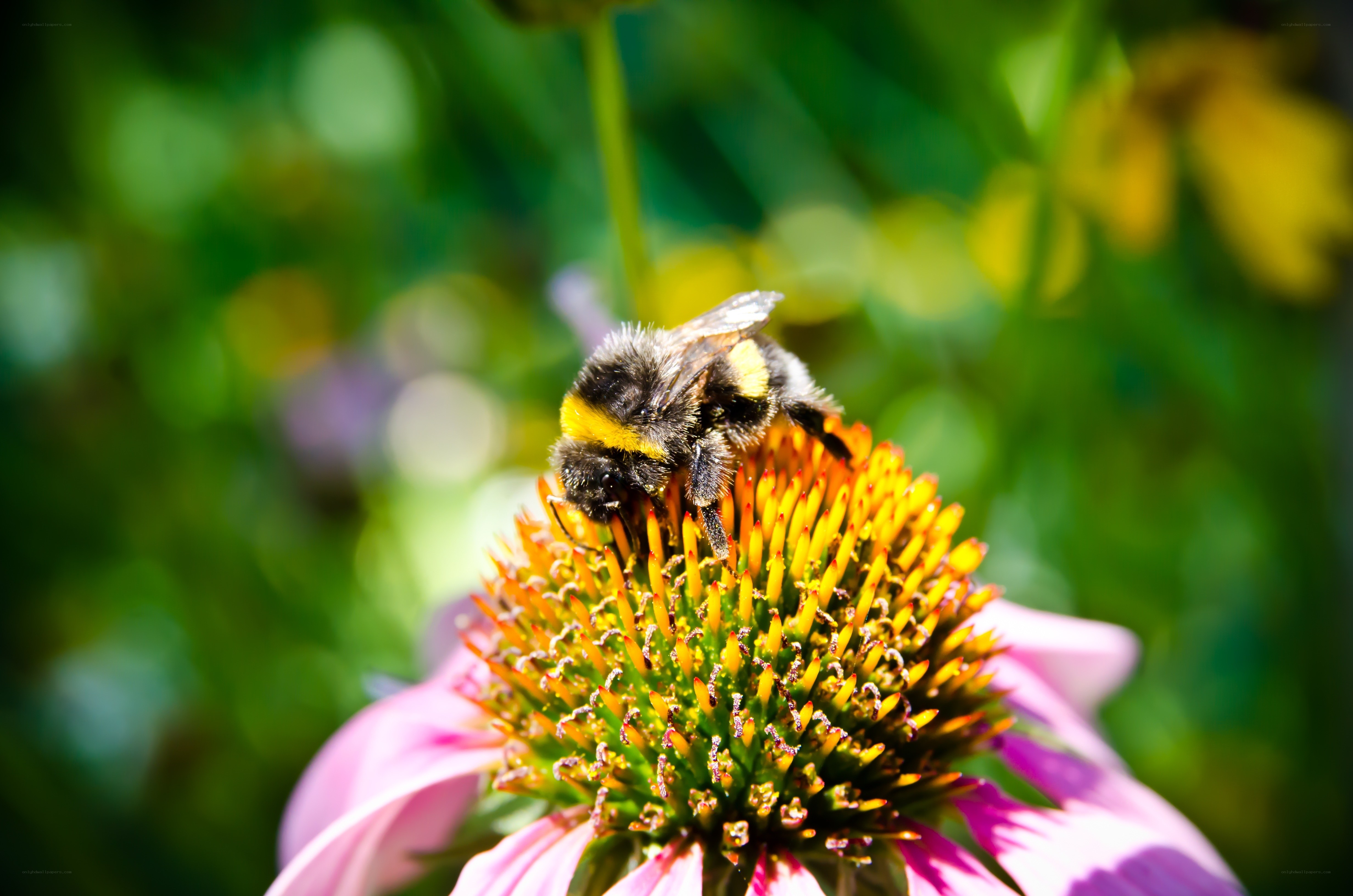 bee on a coneflower