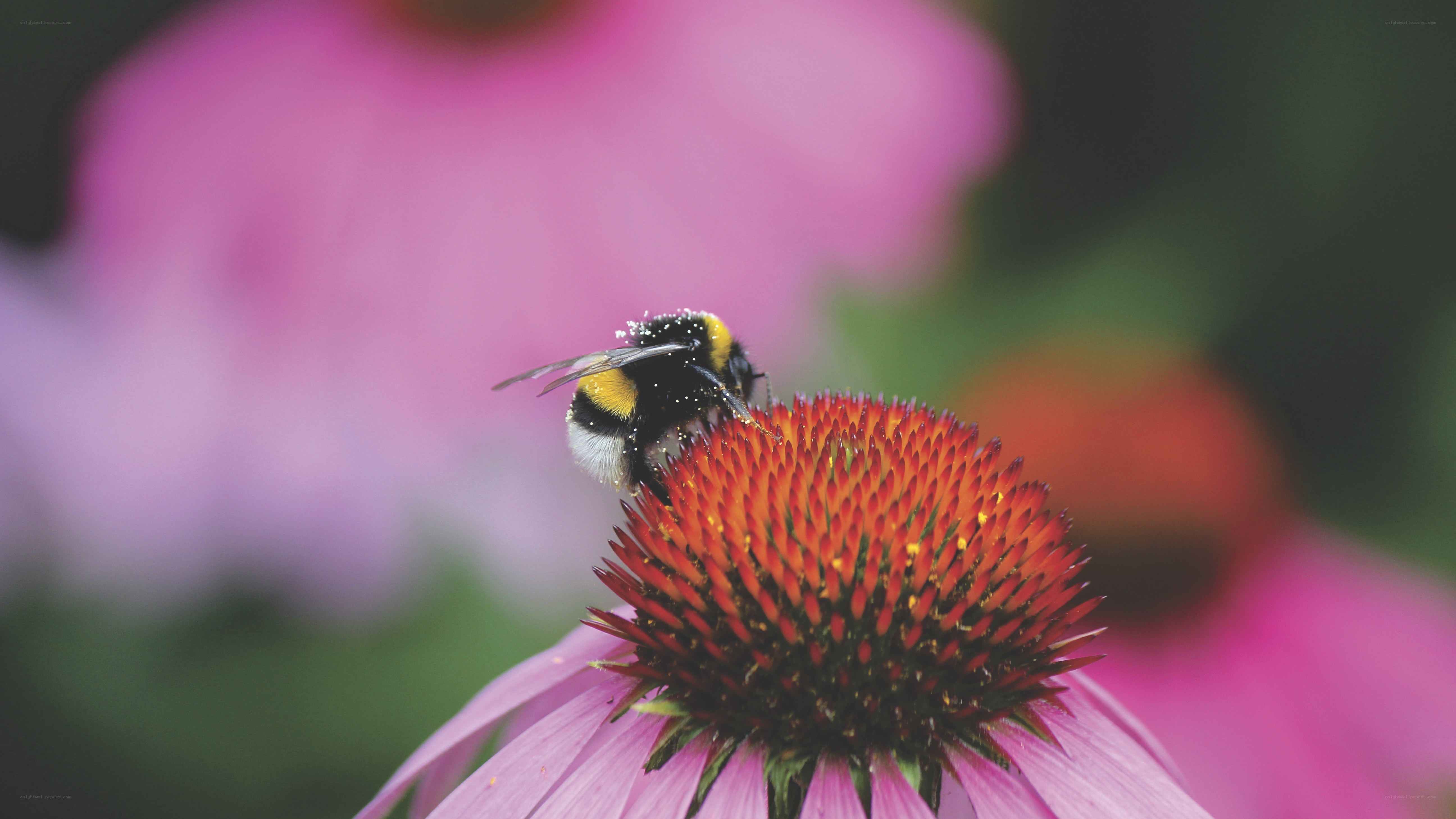 bee on a coneflower
