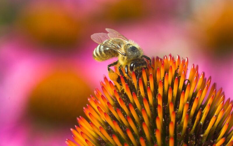 bee on a coneflower